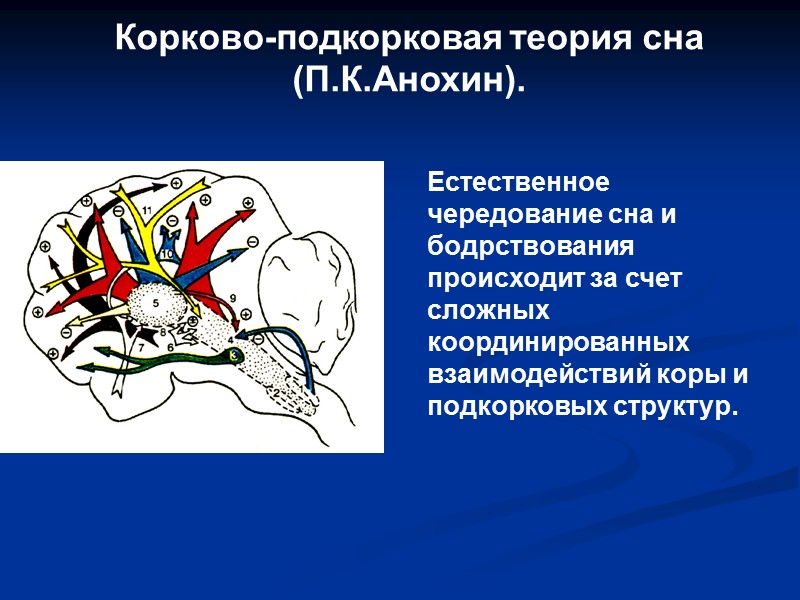 Корково-подкорковая теория сна (П.К.Анохин). Естественное чередование сна и бодрствования происходит за счет сложных координированных